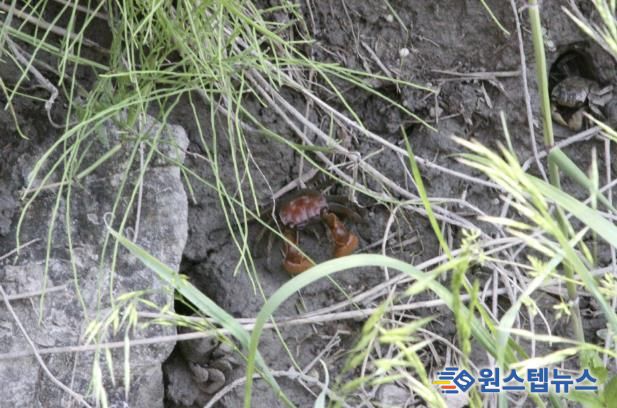 안산시, 멸종위기종 2급 붉은발말똥게 서식지 최초 확인
