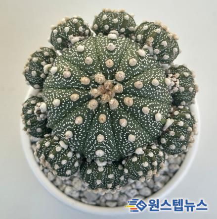 아스트로피튬 쿠키볼