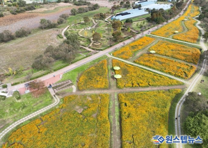 물의정원 황화코스모스 드론 사진