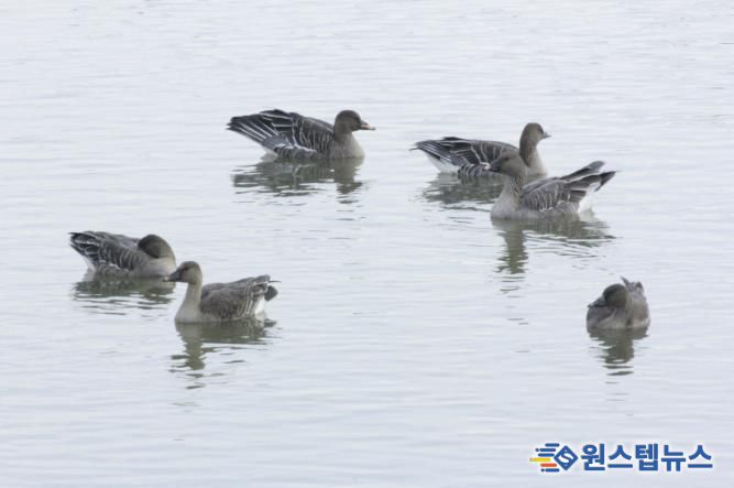 의왕 조류생태과학관, 멸종위기종‘큰기러기’왕송호수에 찾아와