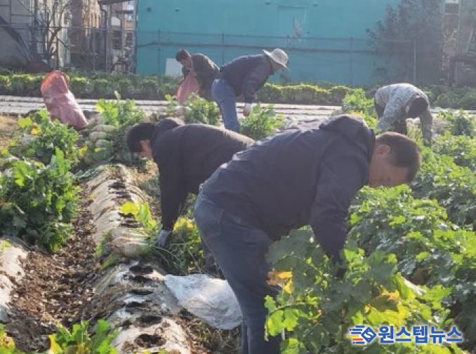 파주시 법원읍 대능5리 김인호 이장, ‘사랑의 김장무 1,000개’ 나눔