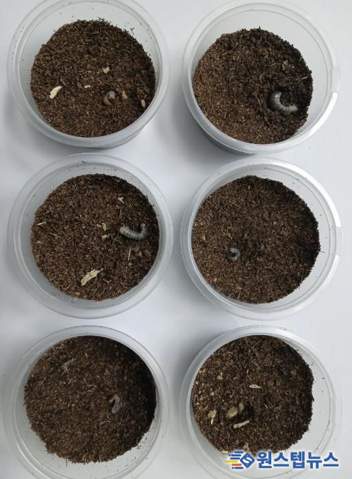 의왕 조류생태과학관, 멸종위기 두점박이사슴벌레 2세대 번식 성공