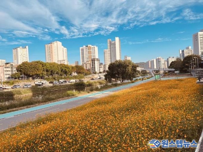 중랑천 황화 코스모스 꽃길
