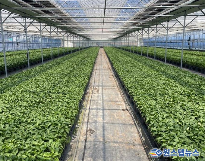 평택시, ‘2026년도 복합내병계 고추묘 보급 사업’ 신청 접수