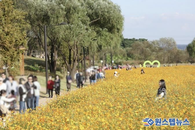 2025 창릉천 코스모스 축제