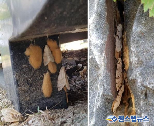 매미나방 난괴, 성충 사진