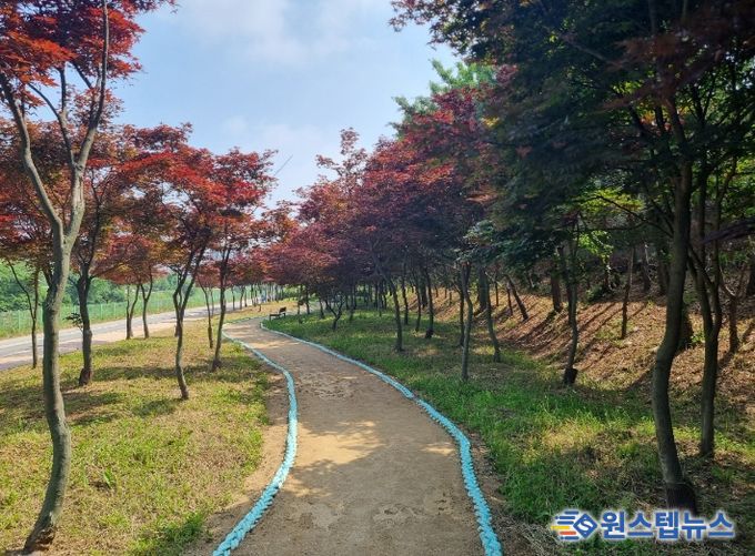 김포 홍단풍 나무숲길