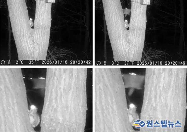성남 영장산 일대 무인센서 관찰카메라에 포착된 하늘다람쥐