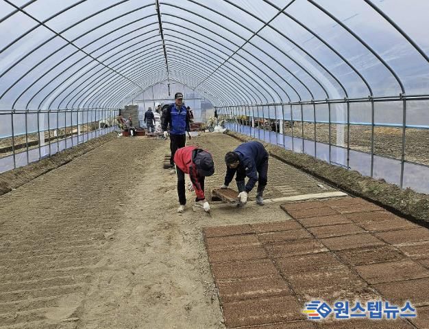 못자리 모판 늘어놓기