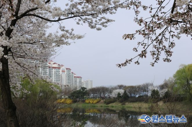 장자호수공원 벚꽃 사진