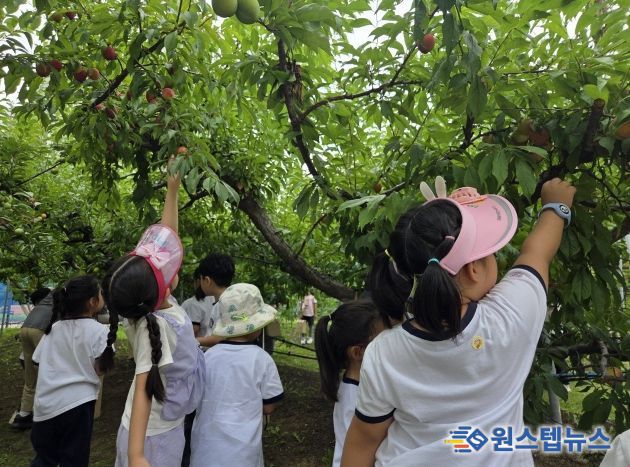 수원시 과수공원에서 아이들이 과일 수확 체험을 하고있다.