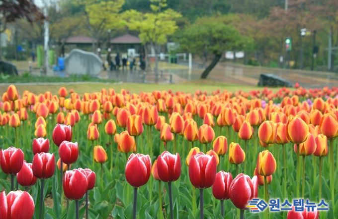 의정부시, 봄맞이 하천환경정비 추진…꽃길 조성부터 수중 정비까지