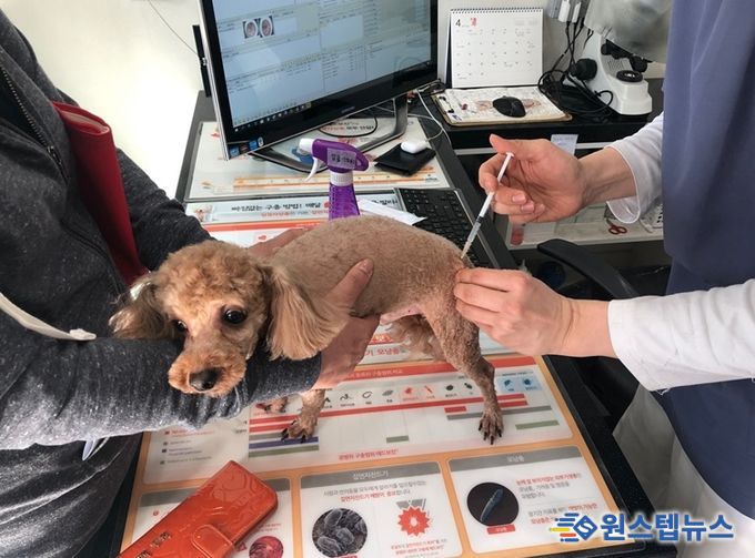 관내 협력 동물병원에서 광견병 예방접종을 하고 있
