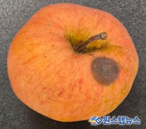 사과 탄저병