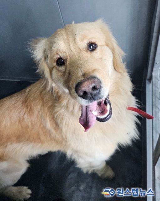 안성시, 유기동물 임시보호 및 긴급치료 지원사업 추진